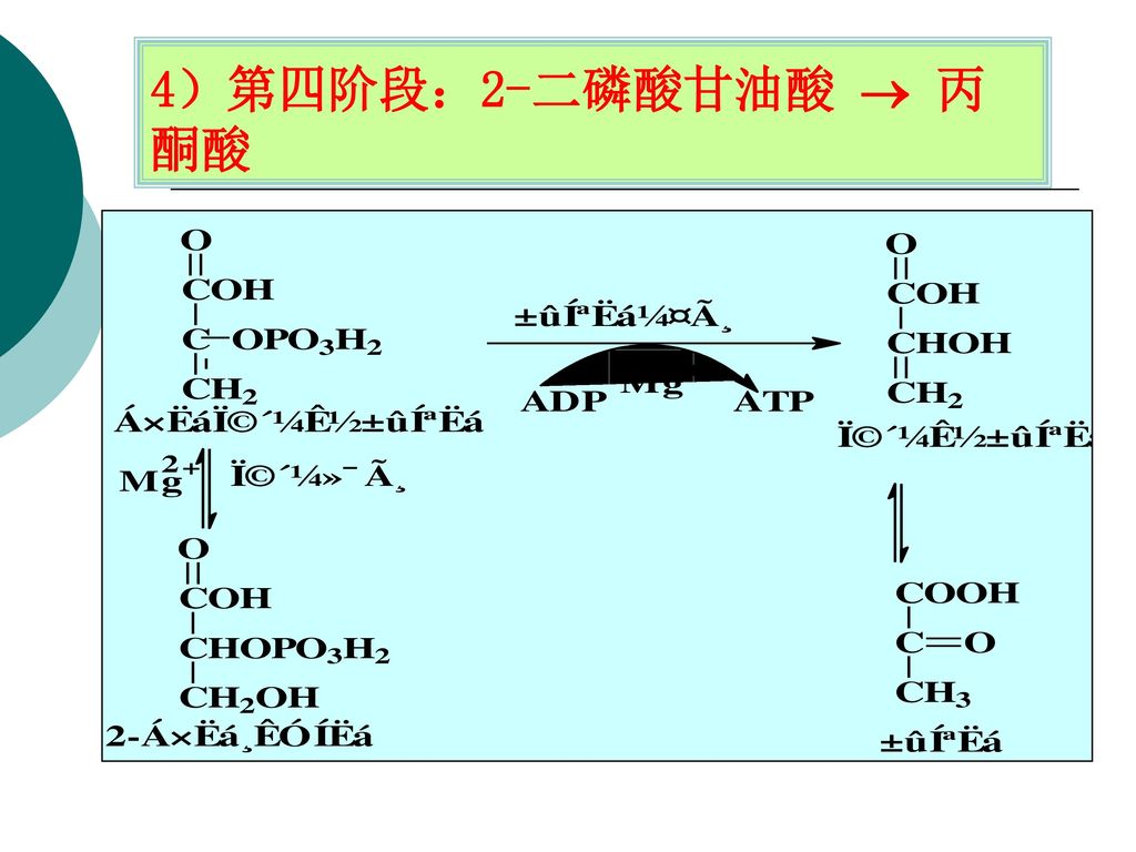 糖代谢.